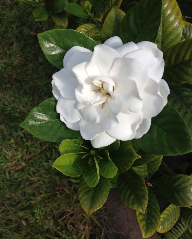 Heavenly Hana Paradise Rum bild