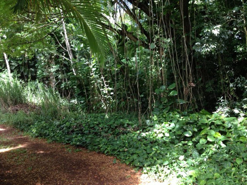 Heavenly Hana Paradise Rum bild