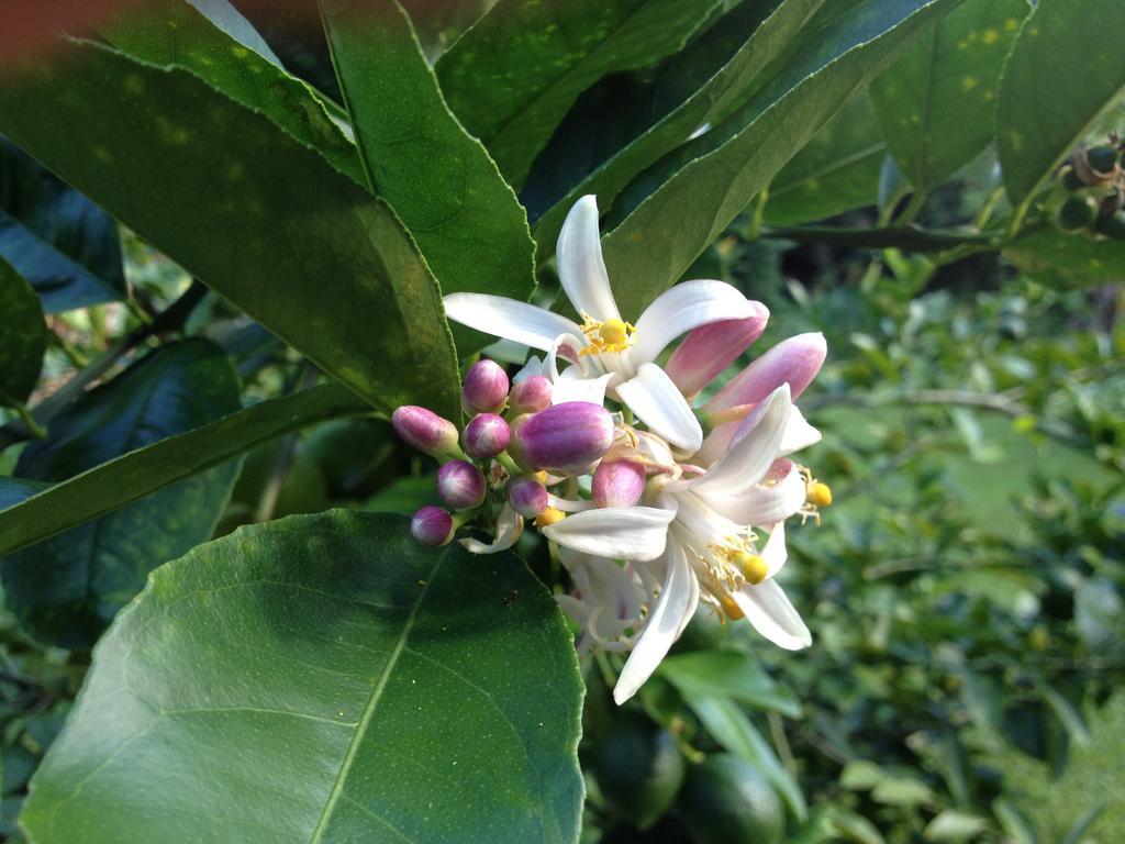 Heavenly Hana Paradise Rum bild